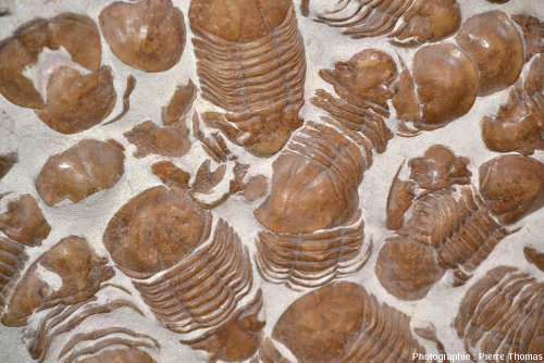 Zoom sur quelques-uns des petits trilobites centraux