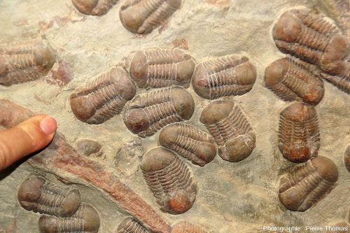Zoom sur un groupe de trilobites