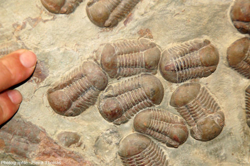 Zoom sur un groupe de trilobites