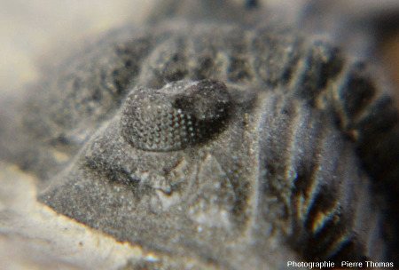 Gros plan sur un œil d'un fossile de Psychopyge elegans, trilobite du Dévonien supérieur marocain