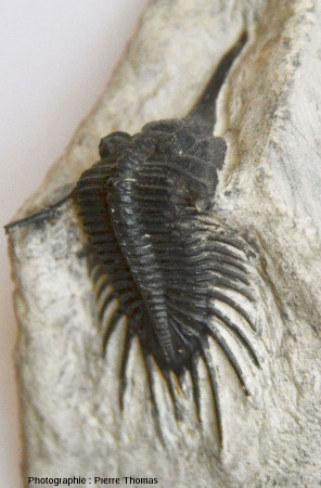 Fossile de Psychopyge elegans, trilobite du Dévonien supérieur marocain