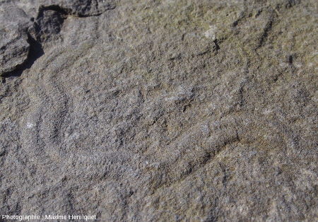 Trace fossile bilobée dans les grès du Carbonifère (~320 Ma) des falaises de Moher (Moher Cliffs, Irlande)