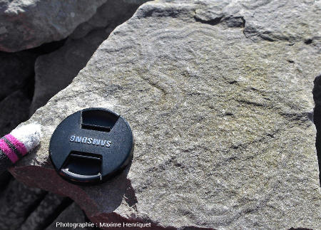 Traces fossiles sur une dalle de grès du Carbonifère des falaises de Moher (Irlande)