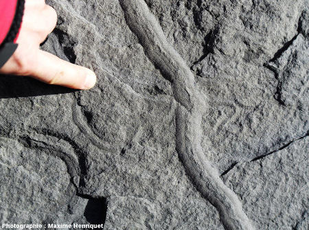 Traces fossiles dans les grès des falaises de Moher (Irlande)
