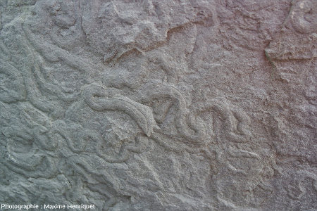 Traces fossiles dans une dalle gréseuse des falaises de Moher (Irlande)