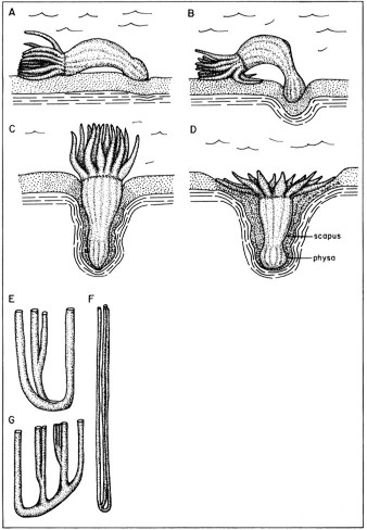 Exemple d'ichnofossiles "verticaux" répertoriés et parfois interprétés