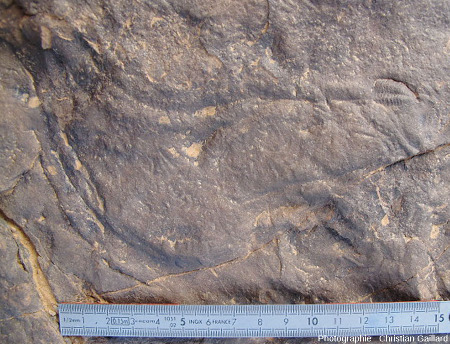 Bilobites (ichnofossiles) et trilobite (fossile), une association fortuite, Maroc