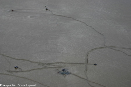 Pistes plus rectilignes laissées par des bigorneaux sur cette même plage de la côte pacifique de la péninsule de Vizcaino, Basse Califorie du Sud, Mexique