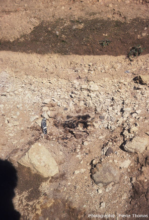 Vue sur un fragment de charbon de bois situé vers la base de ce recouvrement trachytique, Puy de Lemptégy