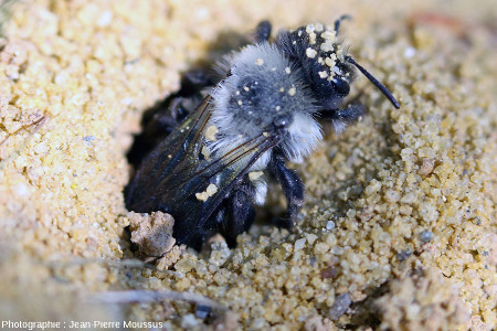 Andrena cineraria, exemple d'abeille solitaire qui, ici, sort de son terrier creusé dans du sable meuble