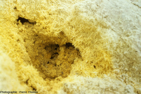 Cristallisations de soufre tapissant évents ou fissures du Vulcano (Iles Éoliennes, Italie)