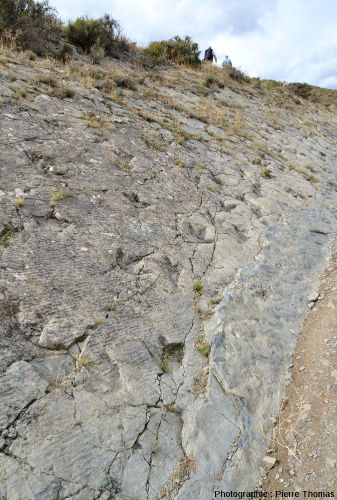 Piste de dinosaure théropode et ripple-marks sur un calcaire marneux du Crétacé inférieur (Aptien, -120 Ma) de La Rioja, Espagne