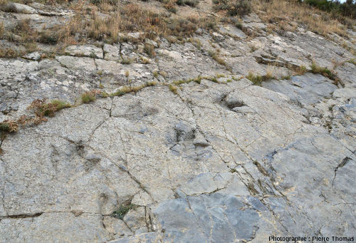 Piste de dinosaure sur le premier site, La Rioja (Espagne)