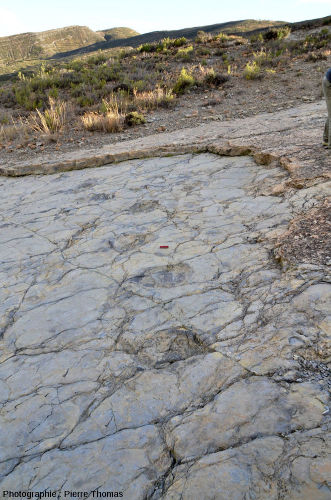 Piste de sauropode (site 3), La Rioja (Espagne)