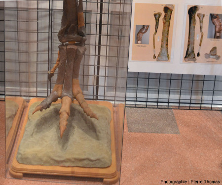 Gros plan sur la patte postérieure d'un membre de théropode et sur une "empreinte virtuelle" qu'elle aurait pu faire, musée d'Igea (La Rioja, Espagne)
