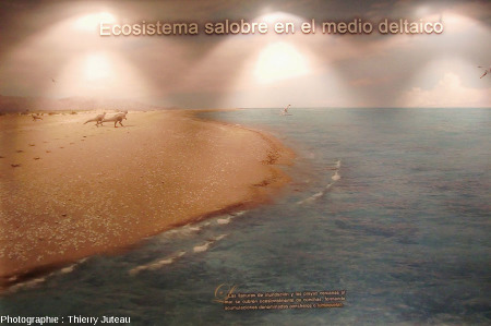 Un panneau du musée d'Igea montrant l'environnement paléogéographique de La Rioja au Crétacé inférieur et deux théropodes laissant leurs empreintes