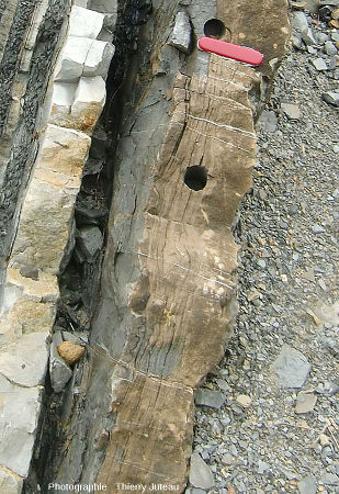 Belles figures de slumping dans une couche de grès calcaires à Zumaia (Espagne)