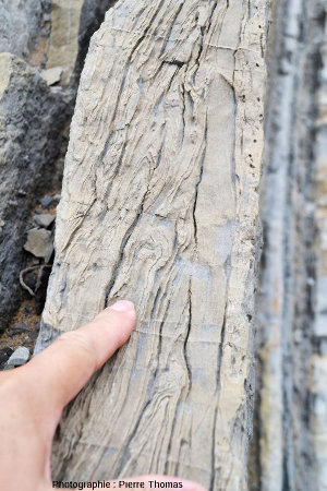 Détail de ces figures de slumping dans une couche de grès calcaire à Zumaia (Espagne)