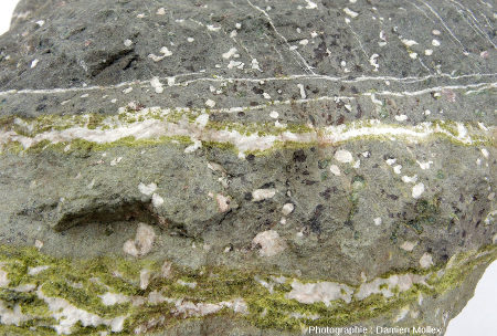 Détail de fragment de pillow basaltique montrant de gros ferro-magnésiens noirs automorphes (pyroxènes ?), des vacuoles remplies de calcite et des fractures remplies de calcite (blanche) et d'épidote (verte)