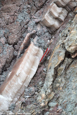 Vue sur un filon de gypse fibreux recoupant des brèches argilo-gypseuses, Bidart, Pyrénées Atlantiques