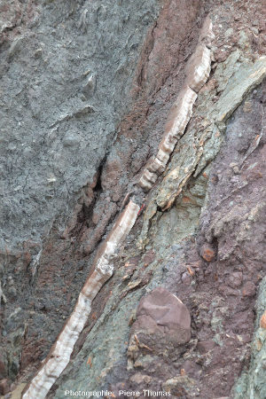Vue sur un filon de gypse fibreux recoupant des brèches argilo-gypseuses, Bidart, Pyrénées Atlantiques
