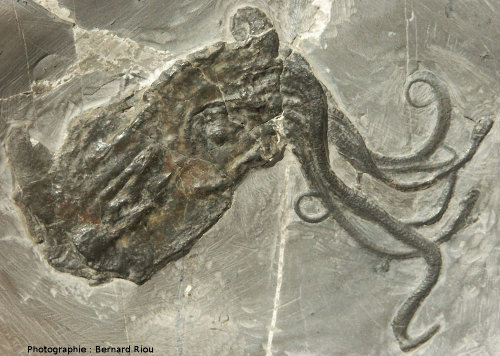 Fossile de Proteroctopus ribeti, poulpe (céphalopode octopode) du Callovien (Jurassique moyen, - 164 Ma)