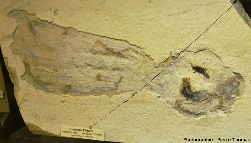 Poulpe fossile provenant des gisements cénomaniens (Crétacé supérieur, -100 Ma) du Liban