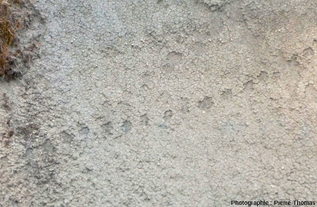 Une piste animale (renard ?) dans les argiles du ravin de Corbœuf