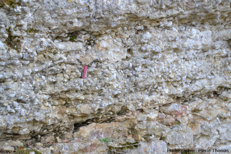 Affleurement semi-naturel (ancienne tranchée) de calcaire sinémurien à gryphées, Monts-d'Or lyonnais