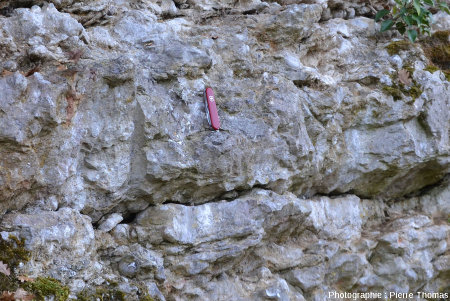 Joints de stratification ondulés sur une falaise "naturelle" de calcaire à gryphées (Sinémurien des Mont-d'Or lyonnais)