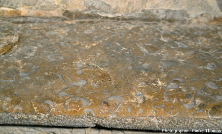 Zoom sur l'une des dalles en calcaire à gryphées constituant les marches de l'escalier