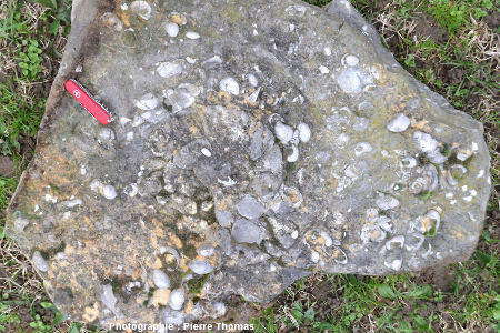 Gros bloc de calcaire à gryphées trouvé sur le bord d'un chemin quelque part en Saône et Loire