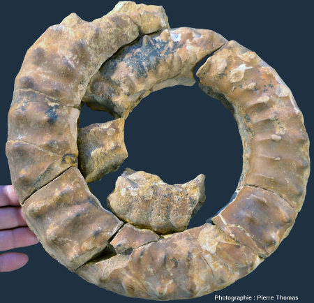 Une ammonite presque entière du Sinémurien