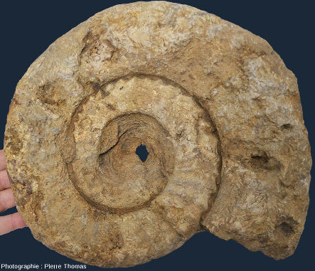 Moule interne d'une ammonite du Sinémurien