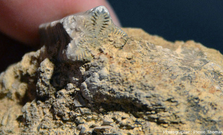 Fragment de tige de crinoïde du Sinémurien vu par la tranche