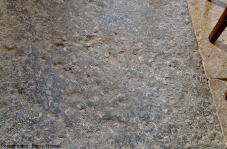 Une dalle de calcaire riche en gryphées (Gryphea arcuata) dans l'allée centrale de la nef, chapelle de Saint-Fortunat