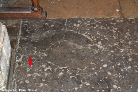 Zoom sur le fragment d'ammonite contenu dans une dalle de calcaire sinémurien de l'église Saint-Nizier de Lyon