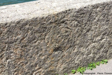 Gros plan sur une ammonite contenue dans une dalle verticale de calcaire bathonien (choin de Villebois), parapet du Quai de Tilsitt (Lyon 2ème)