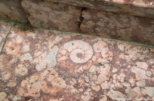 Un gradin à ammonite en "calciare griotte" de la place Joseph Salva de Guillestre, Hautes Alpes