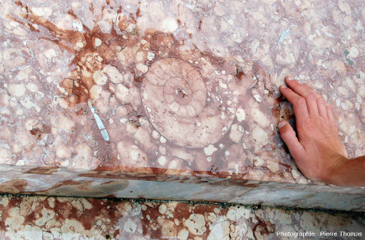 Un gradin en "marbre griotte" de la place Joseph Salva de Guillestre, montrant un rostre de bélemnite à côté d'une ammonite