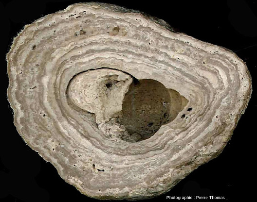 Concrétion stromatolithique ayant crû autour d'une coquille de gastéropode, les Monts Martin (Villers-Allerand, Marne)