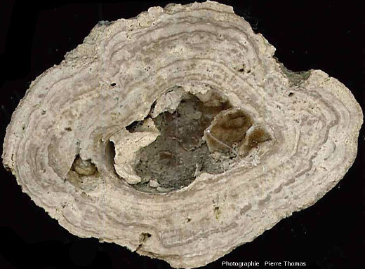 Concrétion stromatolithique ayant crû autour d'une coquille de gastéropode, les Monts Martin (Villers-Allerand, Marne)