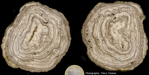 Exemple (avec les deux faces du trait de coupe) de concrétion stromatolithique dont la partie centrale ne semble pas correspondre à une coquille de gastéropode, les Monts Martin (Villers-Allerand, Marne)