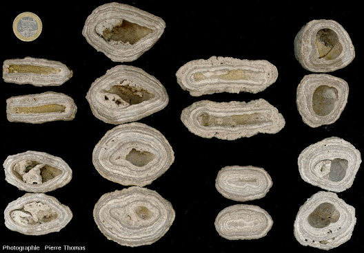 Aperçu de la (relativement faible) variété morphologique des concrétions stromatolithiques des Monts Martin (Marne)