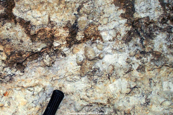 Marnes à concrétions stromatolithiques dans l'ancienne carrière des Monts Martin, Montchenot, commune de Villers-Allerand, Marne