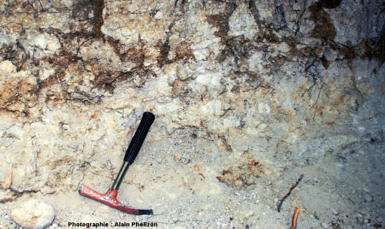 Affleurement de marnes à concrétions stromatolithiques dans l'ancienne carrière des Monts Martin (Marne)