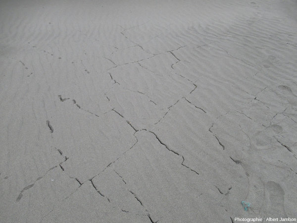 Au centre du cordon littoral, les fractures sont parfois orientées dans plusieurs directions, suggérant une extension multidirectionnelle, plage de Cucao (ile de Chiloé, Chili)