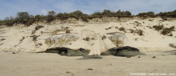 Niveau de tourbe argileuse à la limite plage/dune sur les communes de Grayan-et-l'Hôpital, Vensac, et Vendays-Montalivet en Gironde