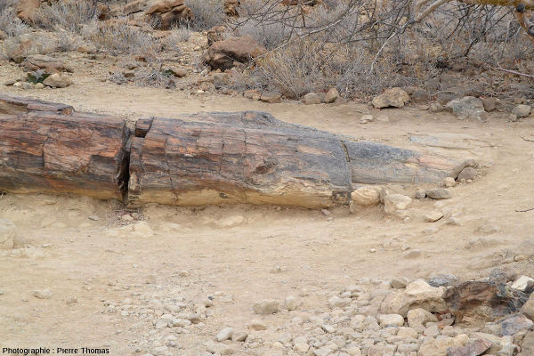 Zoom sur un tronc silicifié dans le Petrified Forest National Monument, Damaraland (Namibie)