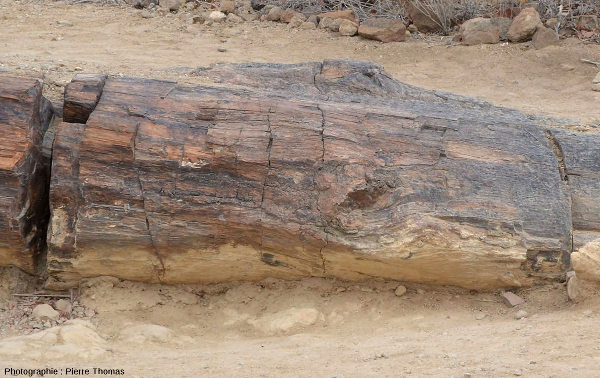 Détail avec "nœud" d'un tronc silicifié dans le Petrified Forest National Monument, Damaraland (Namibie)